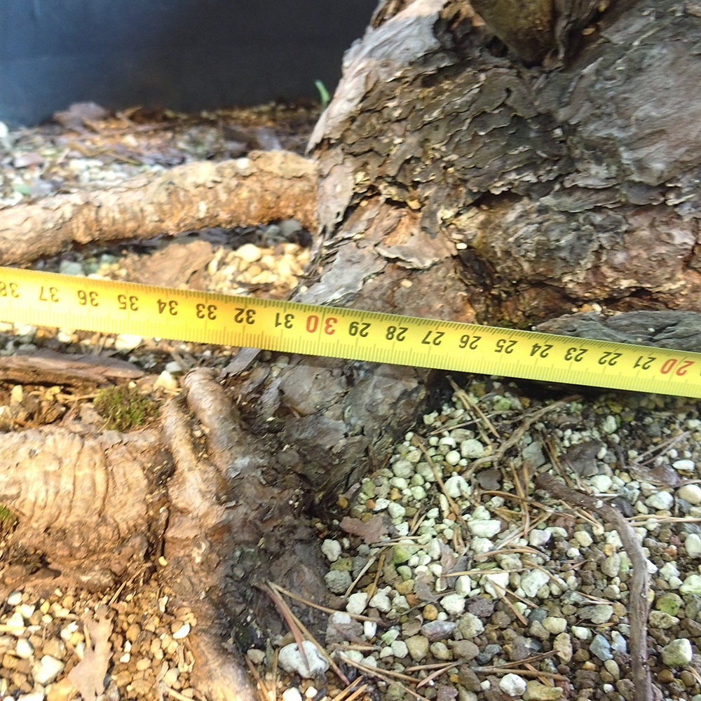 Yamadori - Pinus sylvestris - Borovice lesní - Španělsko