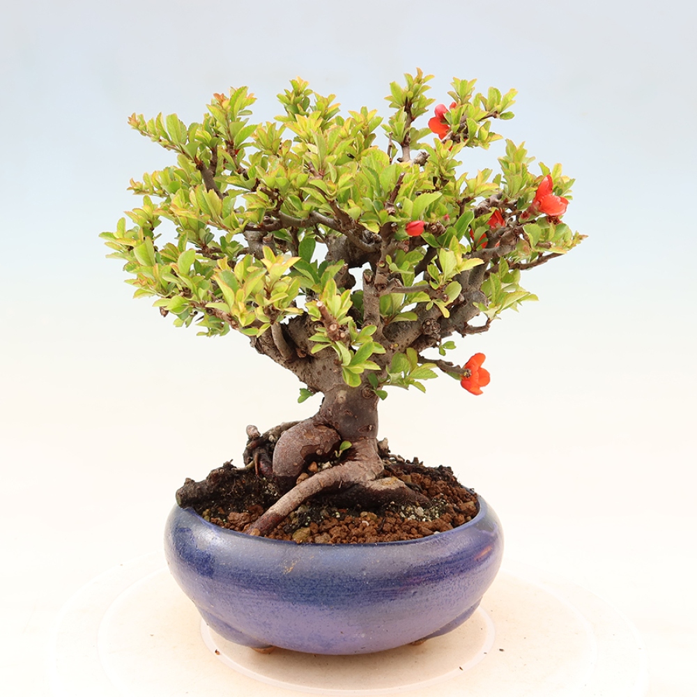 Venkovní  bonsai -  Chaneomeles speciosa Chojubai - Kdoulovec ozdobný