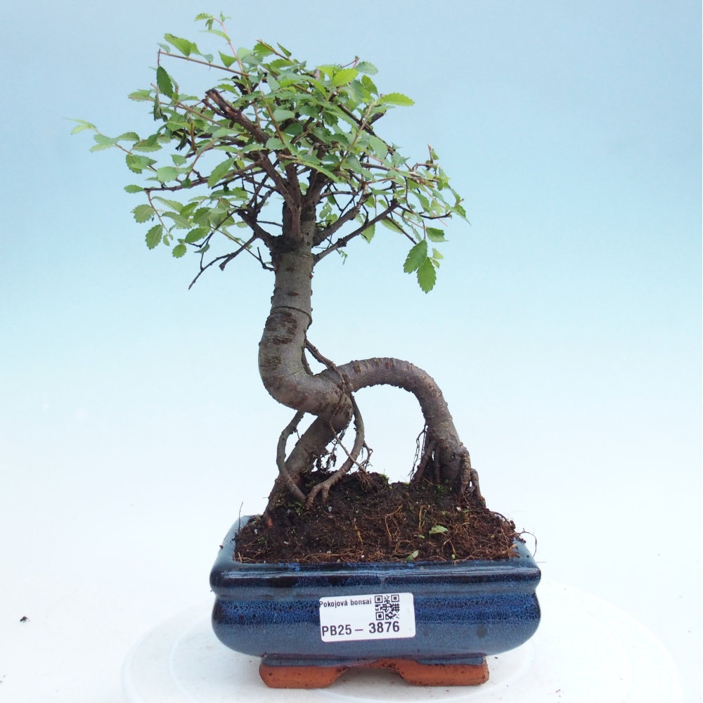 Pokojová bonsai - Ulmus parvifolia - Malolistý jilm