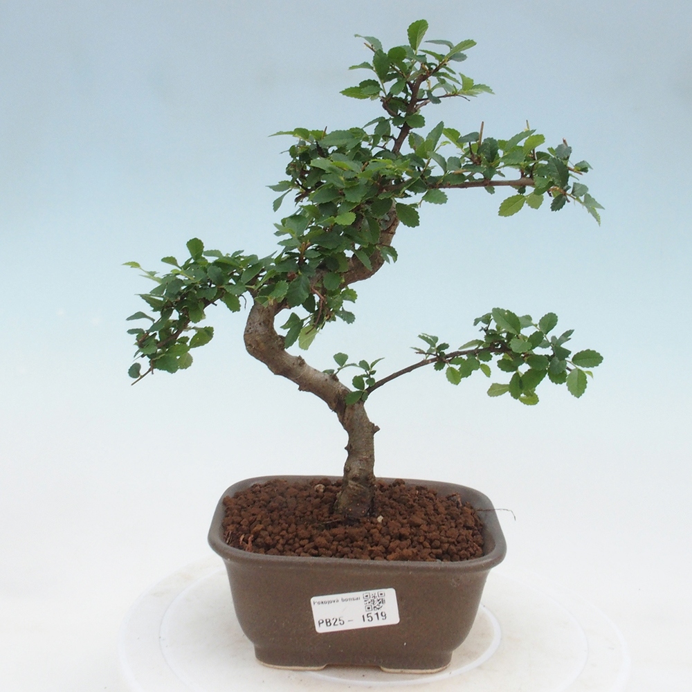 Pokojová bonsai-Malolistý jilm 