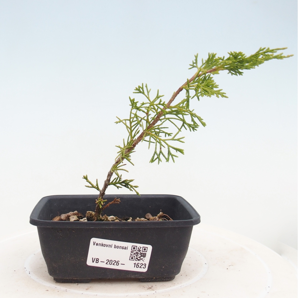 Venkovní bonsai - Juniperus chinensis Itoigawa -Jalovec čínský