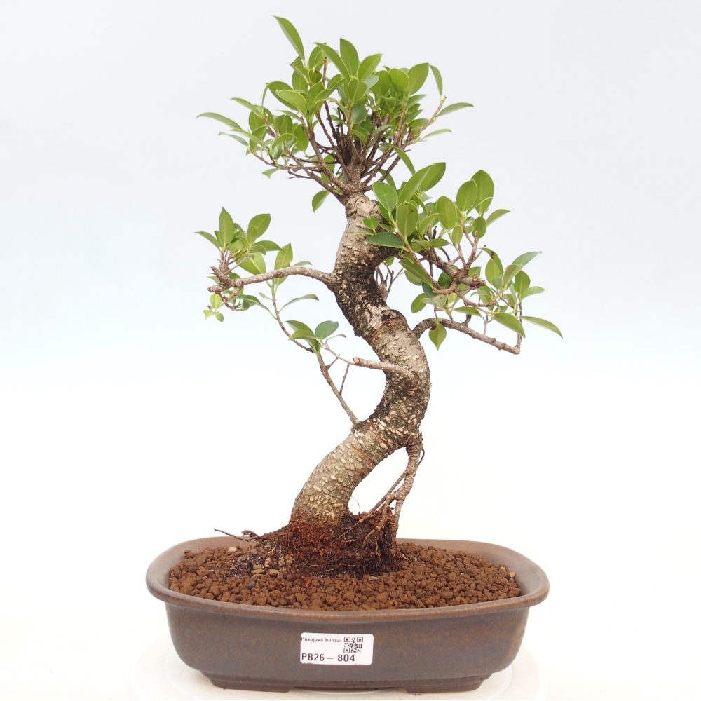 Pokojová bonsai - Ficus kimmen -  malolistý fíkus