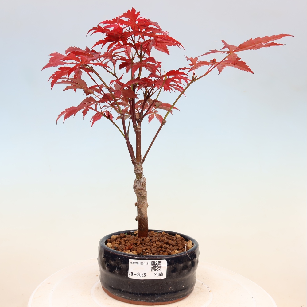 Venkovní bonsai - Acer palm. Atropurpureum-Javor dlanitolistý