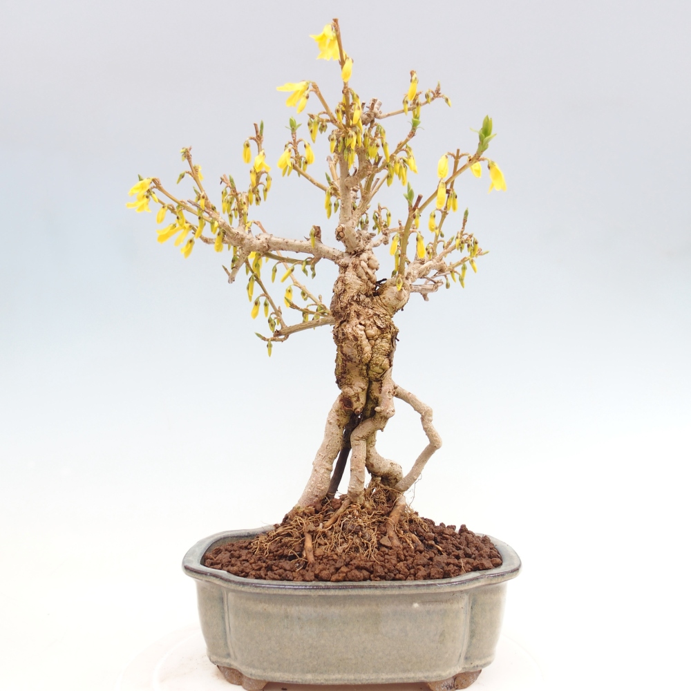 Venkovní bonsai - Zlatice - Forsythia koreana
