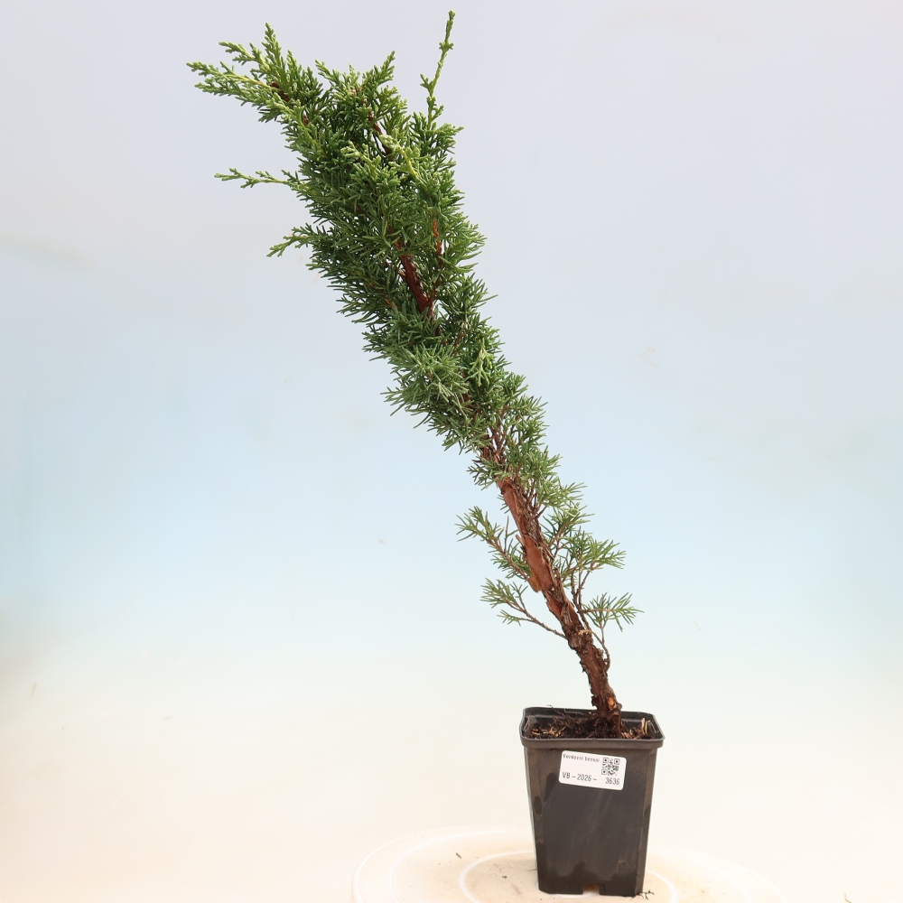 Venkovní bonsai - Juniperus chinensis Kishu -Jalovec čínský