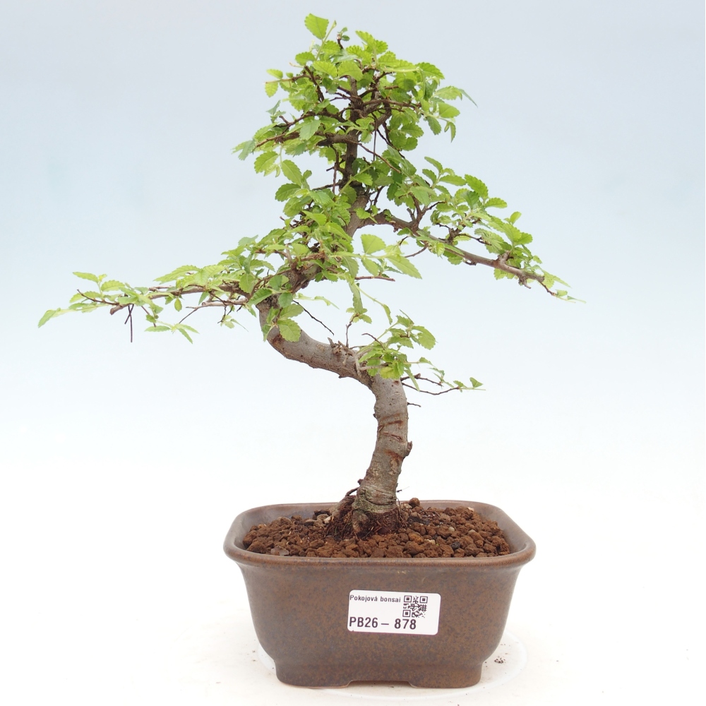 Pokojová bonsai - Ulmus parvifolia - Malolistý jilm