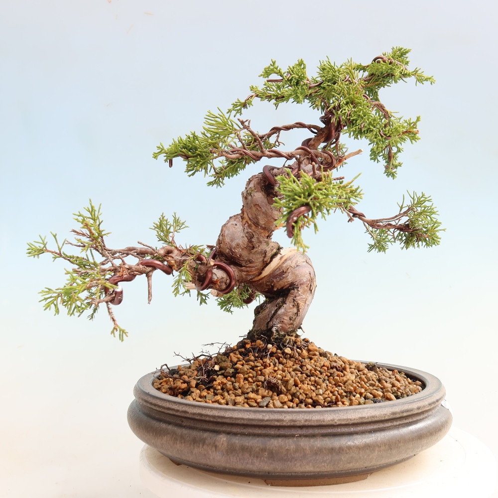 Venkovní bonsai - Juniperus chinensis Itoigawa-Jalovec čínský