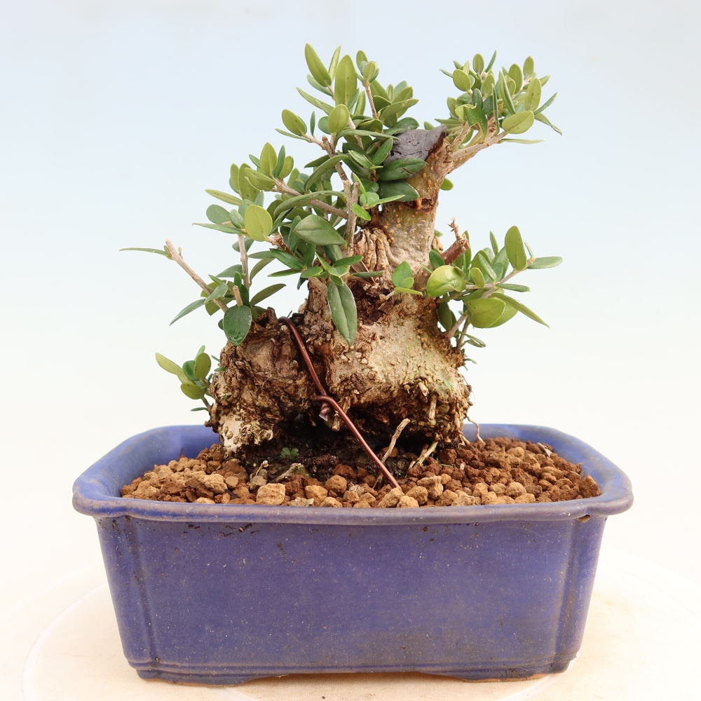 Pokojová bonsai - Olea europaea sylvestris -Oliva evropská drobnolistá