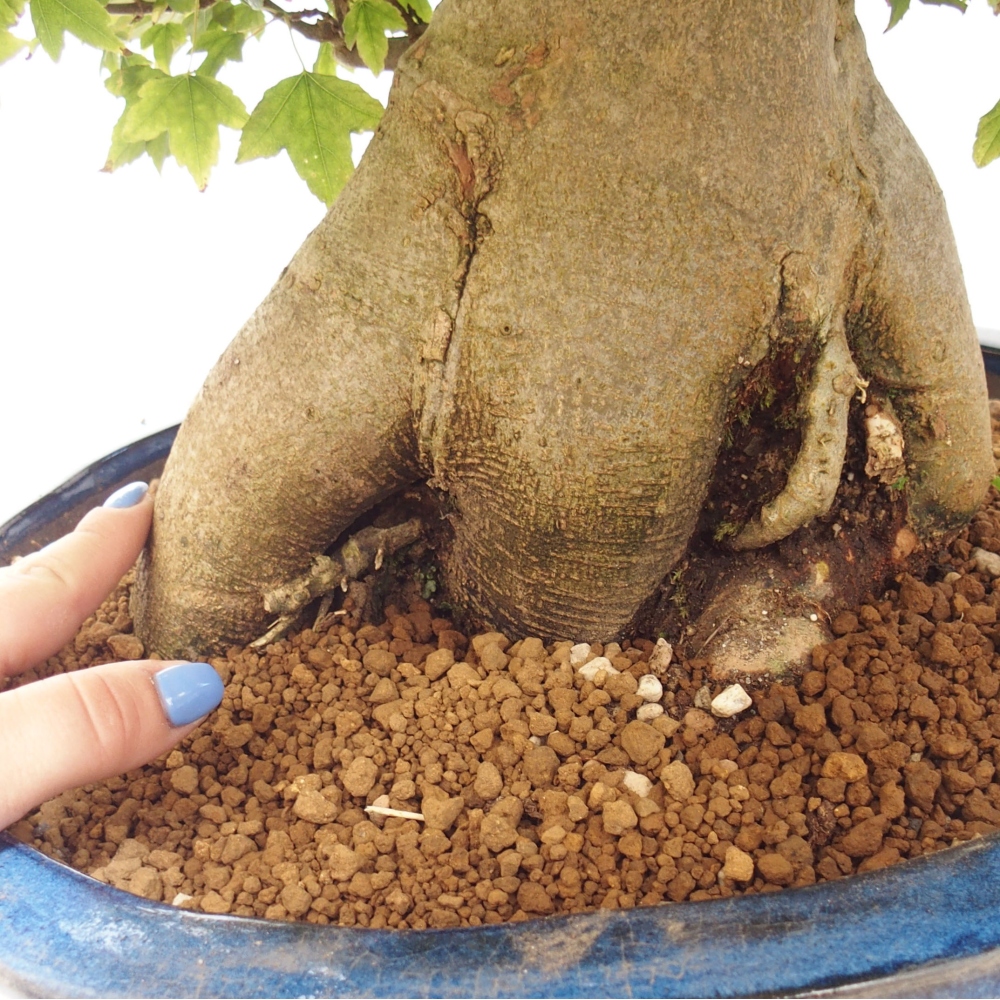 Venkovní bonsai - Acer Buergerianum - Javor Burgerův