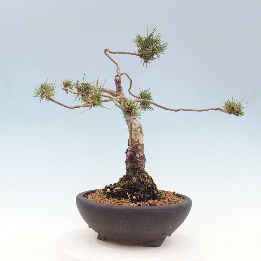 Venkovní bonsai - Pinus Sylvestris Watererri - Borovice lesní