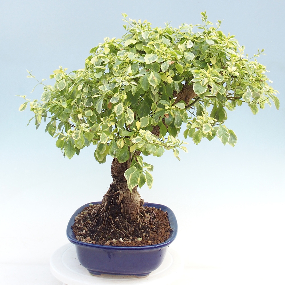 Pokojová bonsai - Duranta variegata 