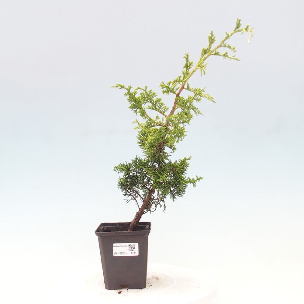 Venkovní bonsai - Juniperus chinensis Itoigawa -Jalovec čínský