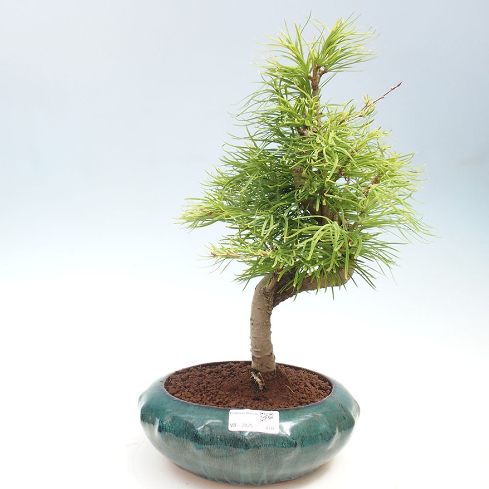 Venkovní bonsai - Pamodřín - Pseudolarix amabis