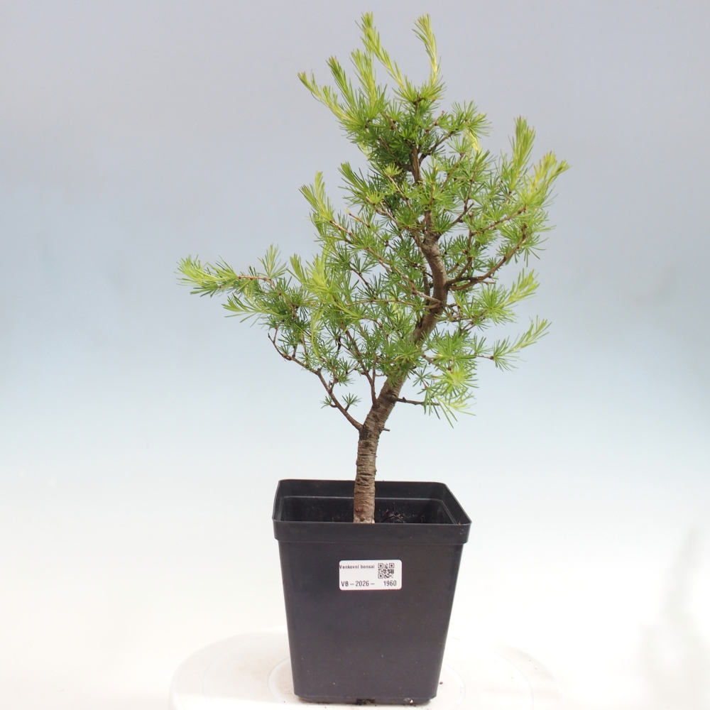 Venkovní bonsai -Larix decidua - Modřín opadavý 