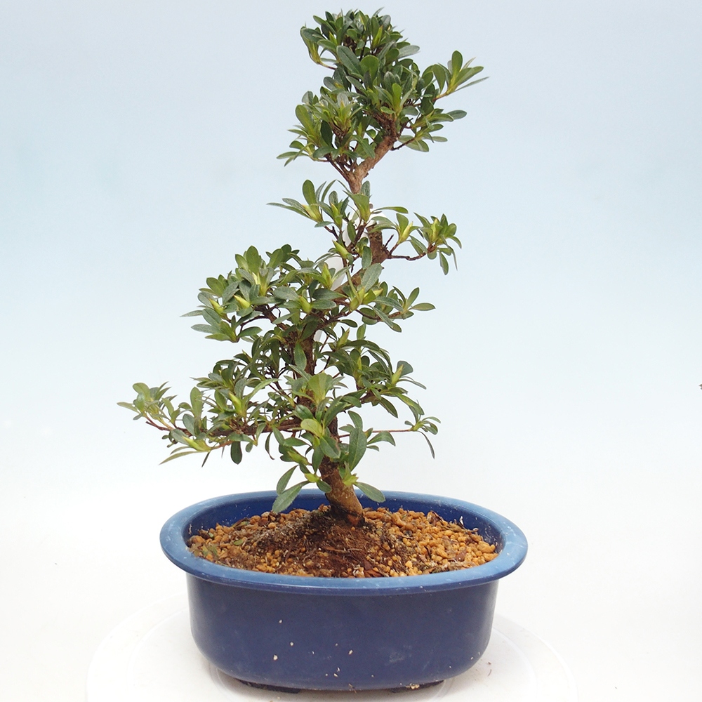 Venkovní bonsai - Japonská azalka - Azalea Santoka