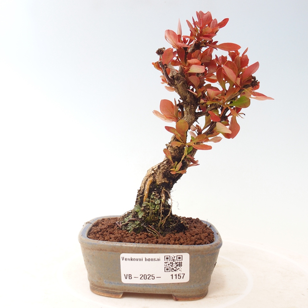 Venkovní bonsai - Berberis thunbergii Kobold - Dřištál Thunbergův