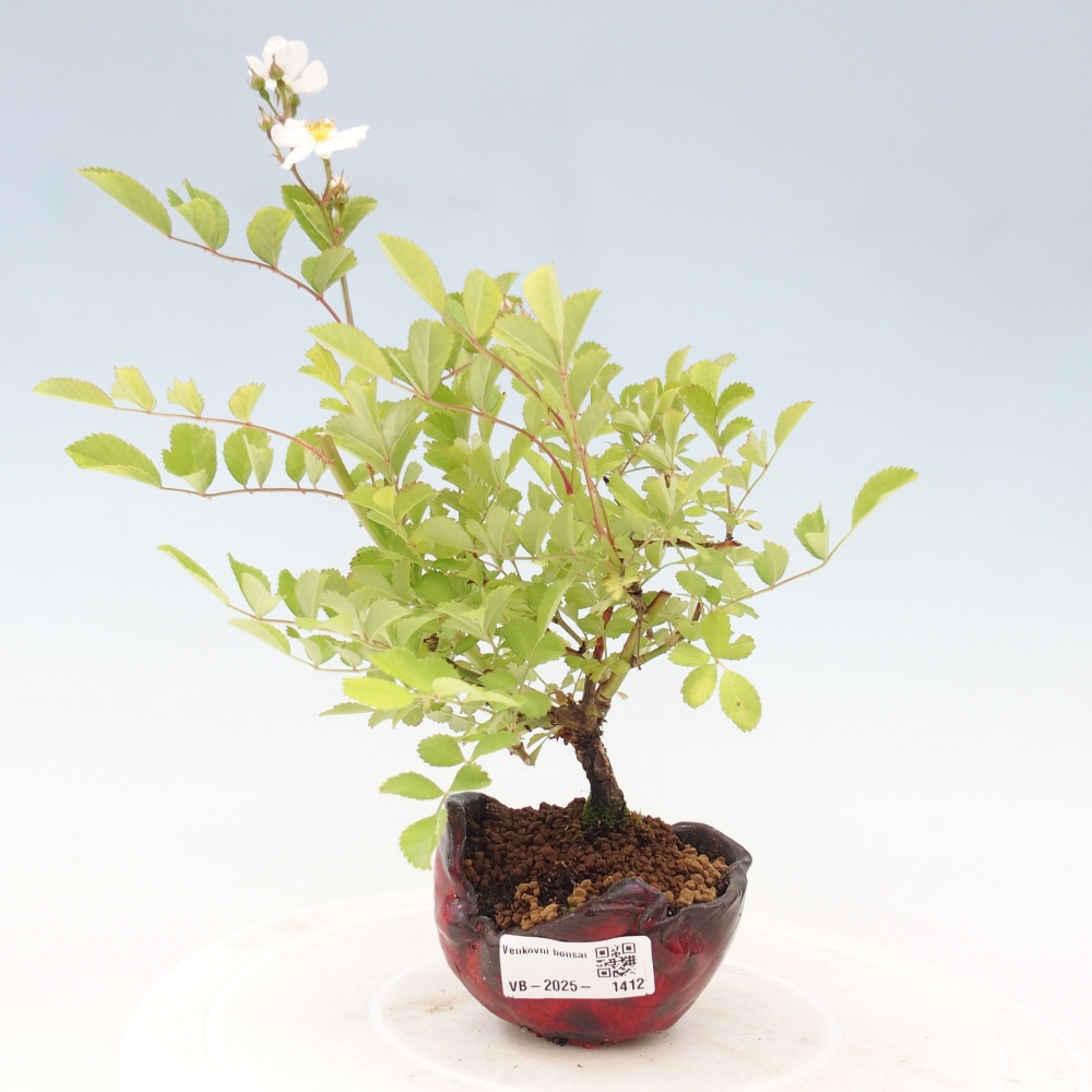 Venkovní bonsai - Rosa sp. - malokvětá růže