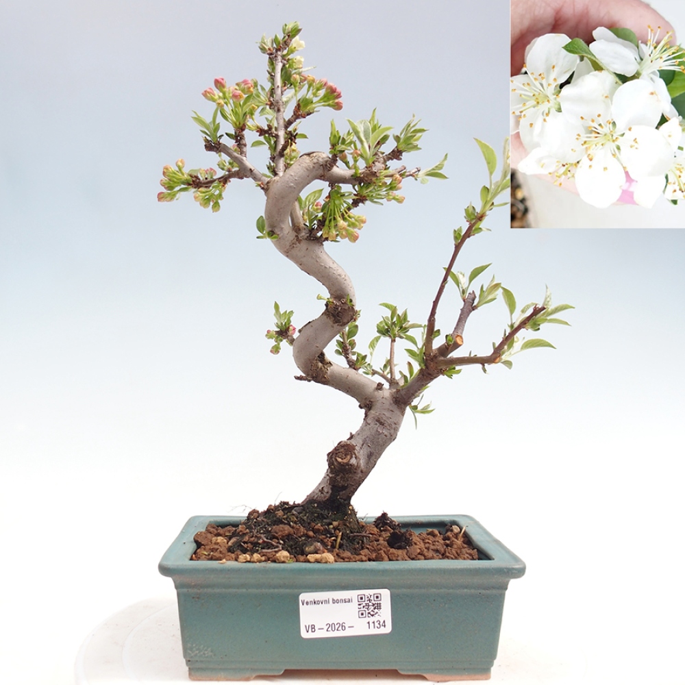 Venkovní bonsai - Malus sargentii -  Maloplodá jabloň