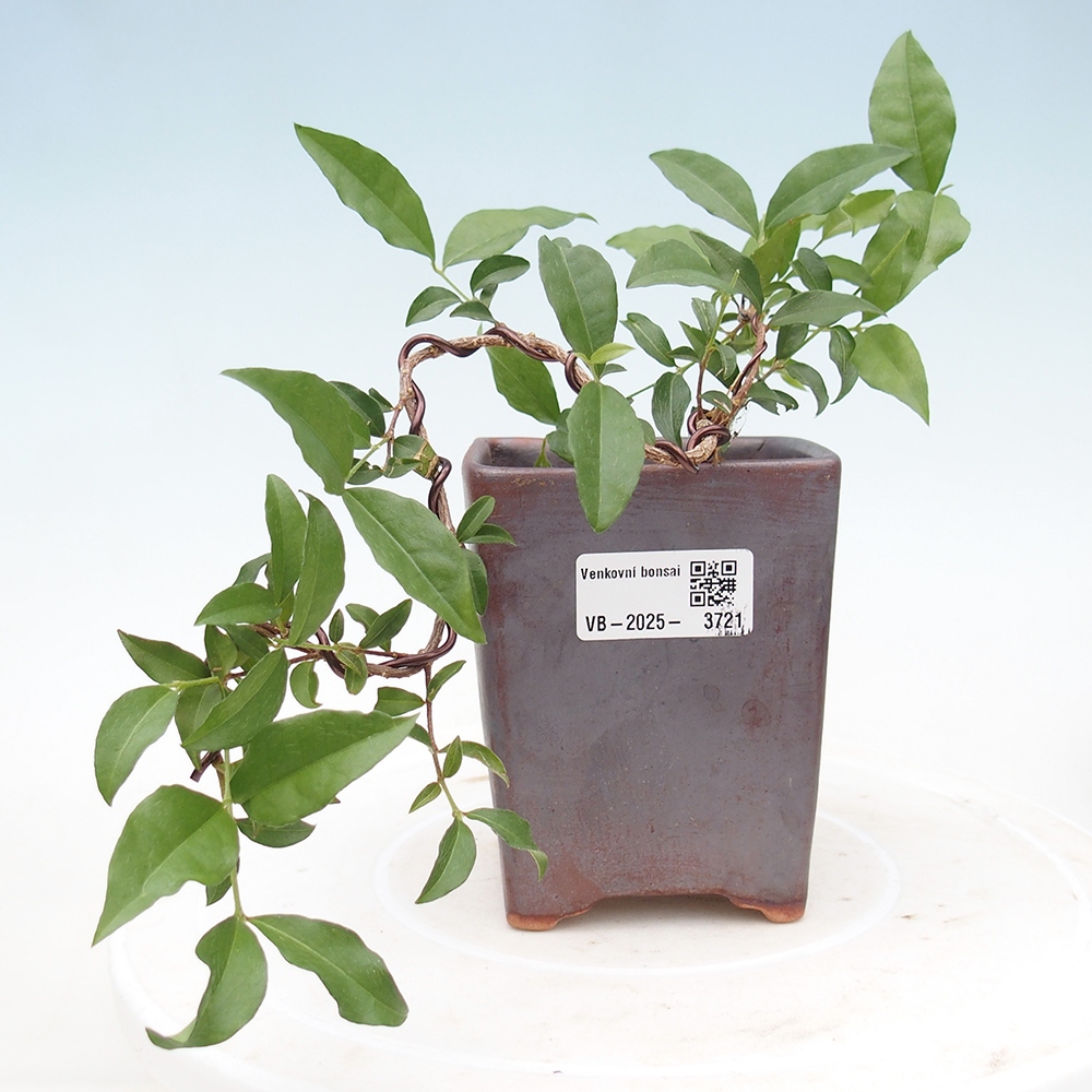 Pokojová bonsai - Malpighia coccigera- Barbdorská třešeň