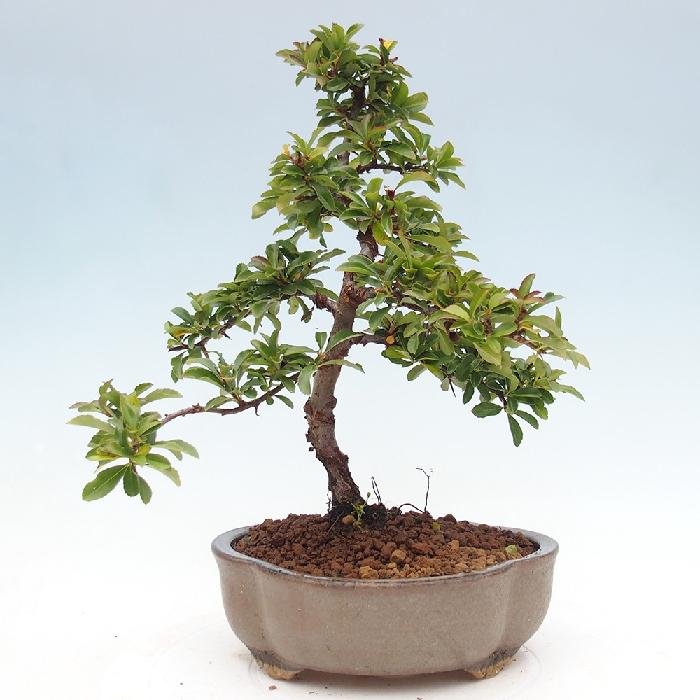 Venkovní bonsai-Pyracanta Teton -Hlohyně
