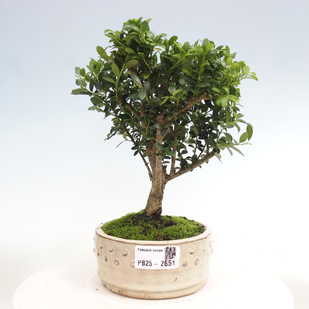 Pokojová bonsai - Ilex crenata - Cesmína