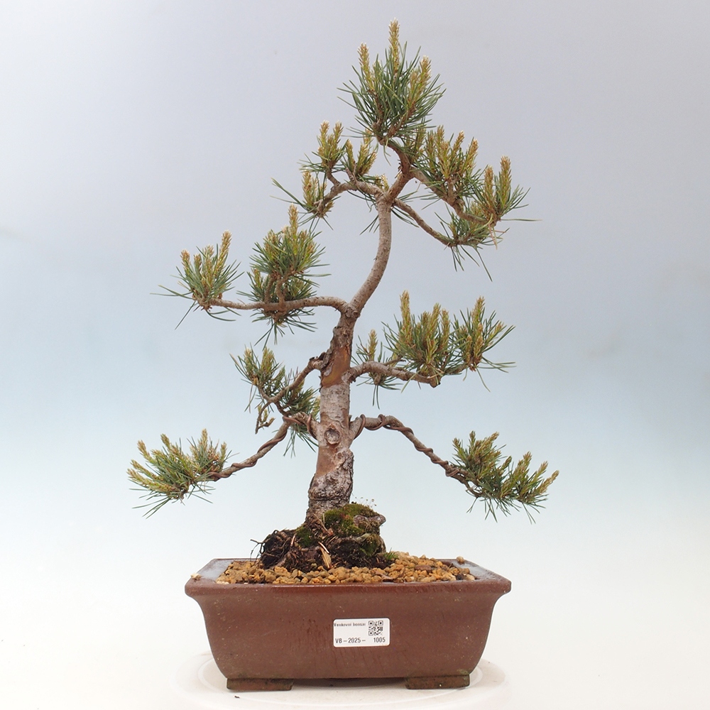 Venkovní bonsai - Pinus Sylvestris Watererri - Borovice lesní