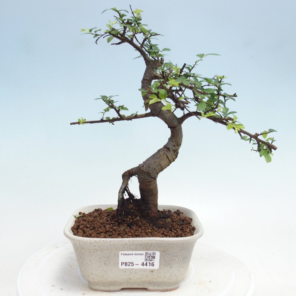 Pokojová bonsai - Ulmus parvifolia - Malolistý jilm