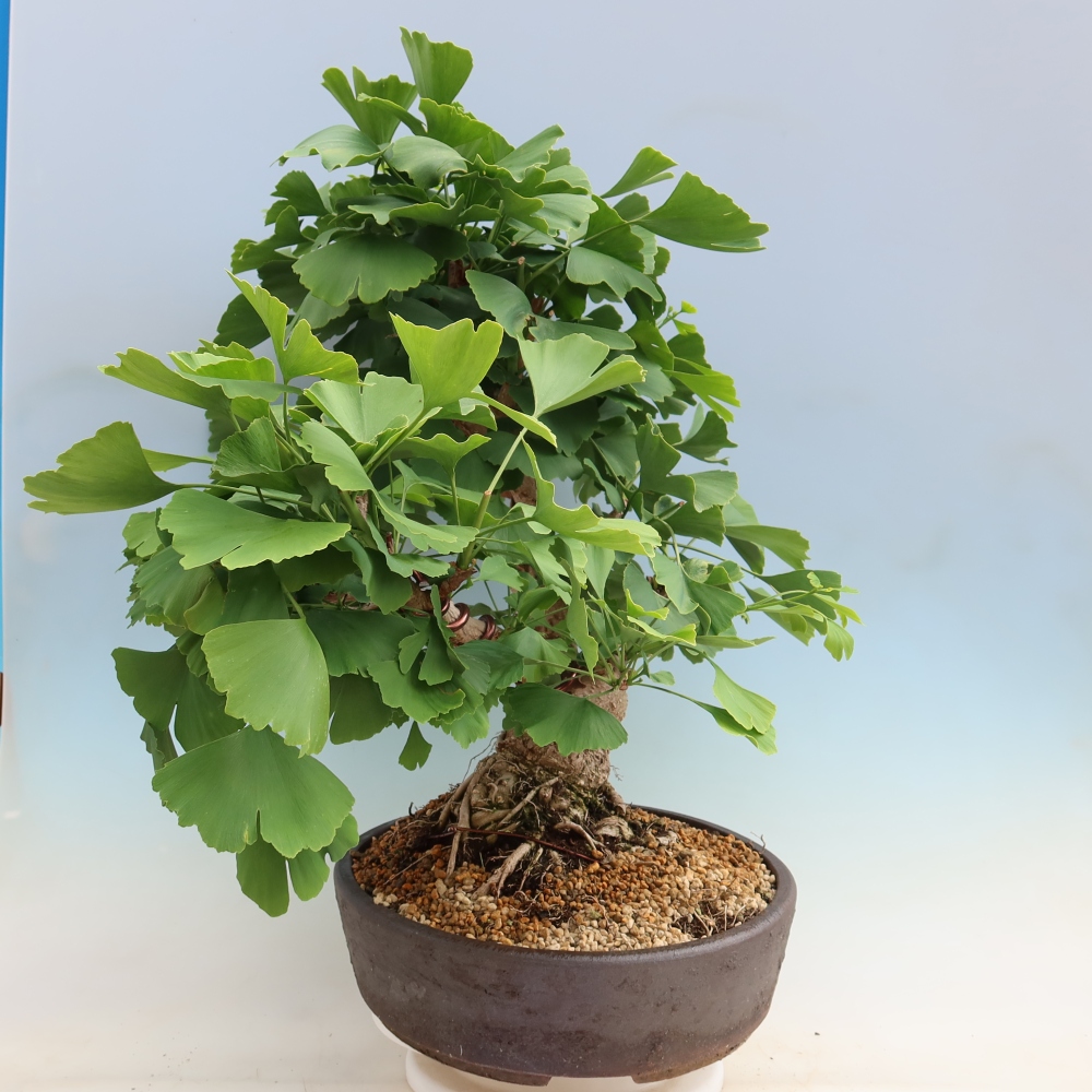 Venkovní bonsai - Jinan dvoulaločný - Ginkgo biloba