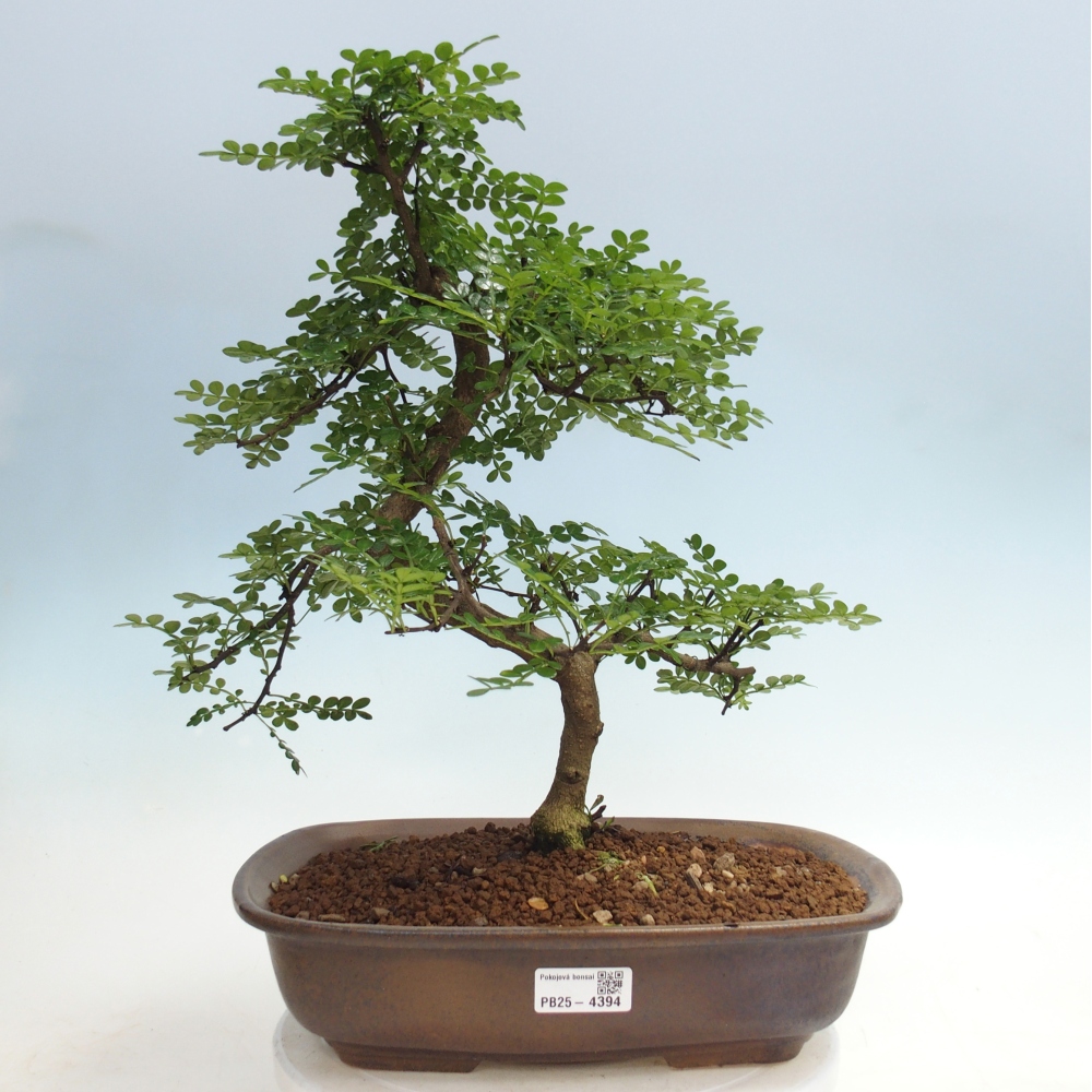 Pokojová bonsai - Zantoxylum piperitum - pepřovník