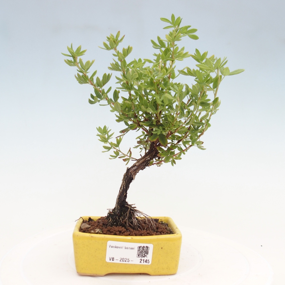 Venkovní bonsai-Mochna křovitá - potentila fruticosa yellow Bird