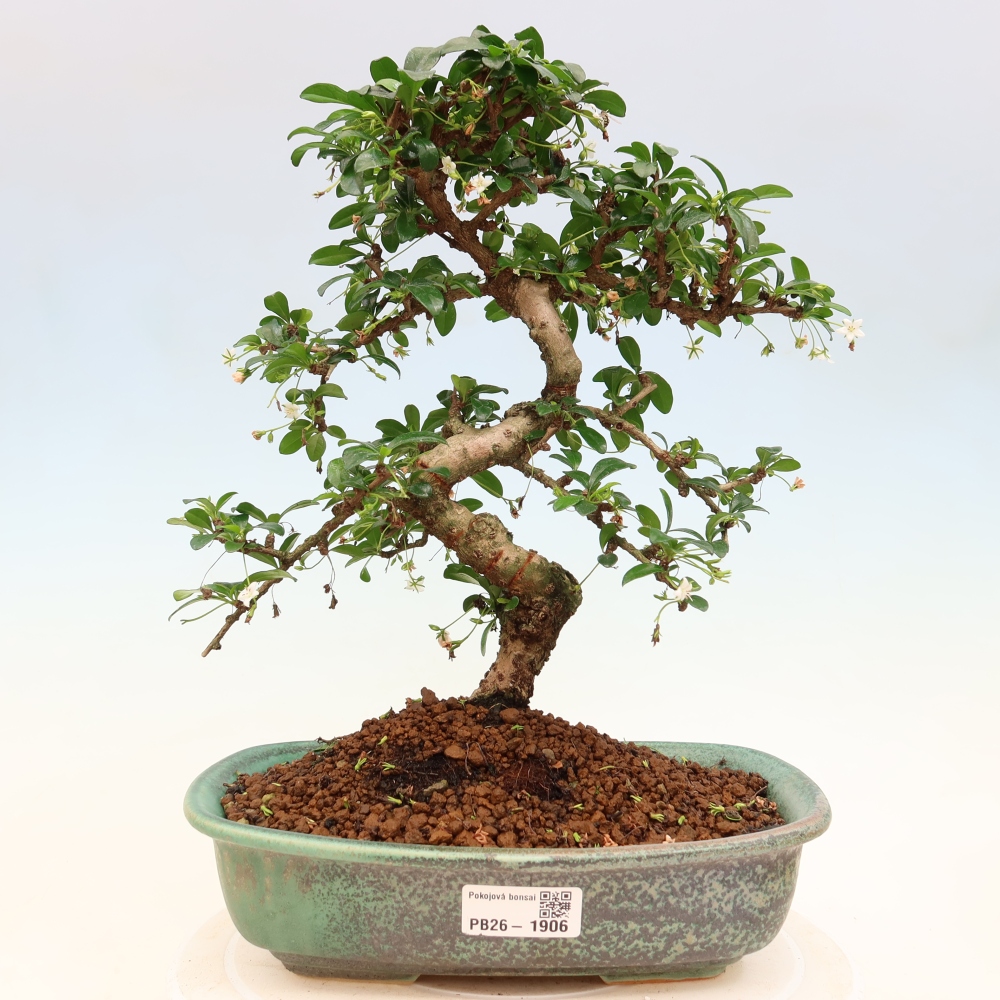 Pokojová bonsai - Carmona macrophylla - Čaj fuki