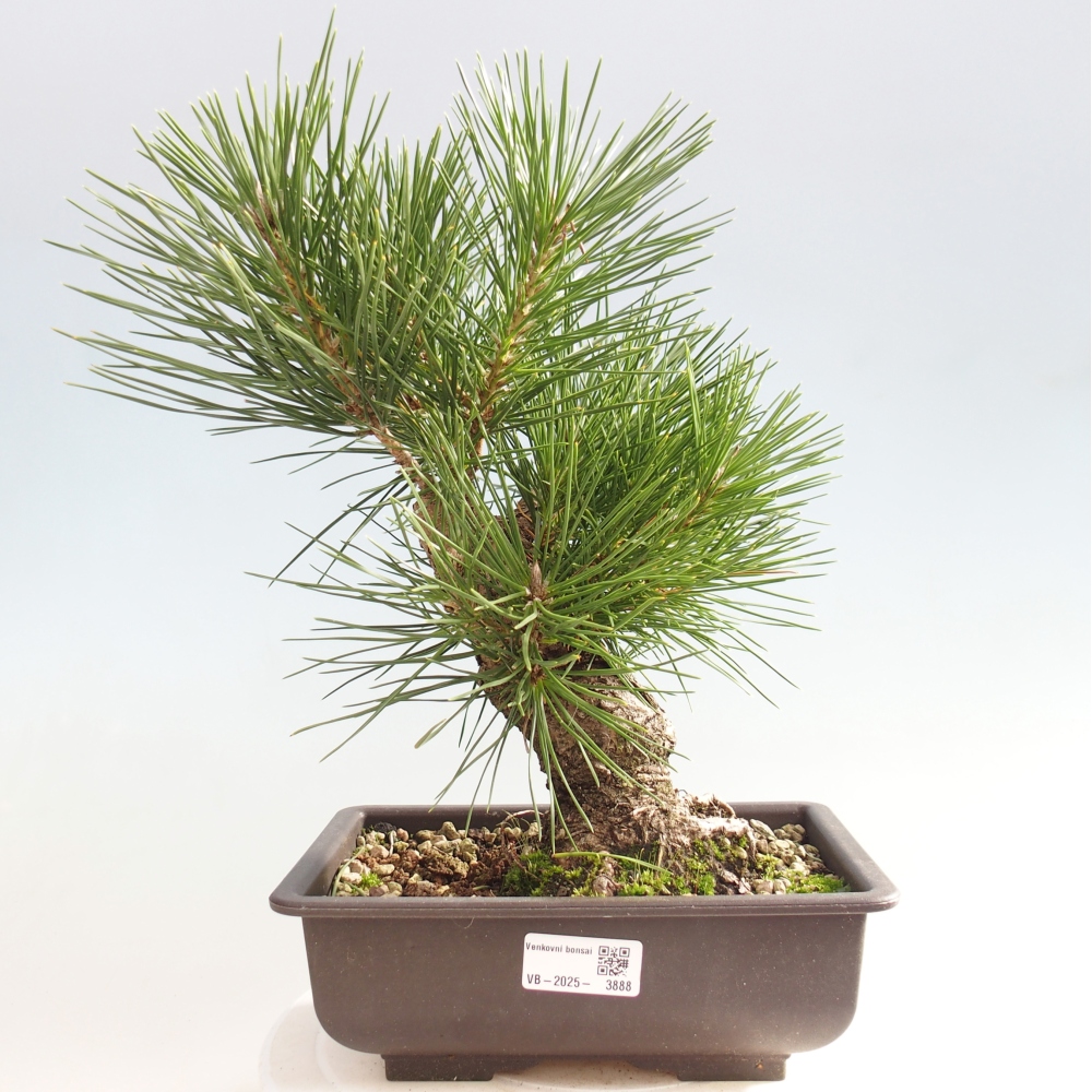 Venkovní bonsai - Pinus thunbergii - Borovice thunbergova