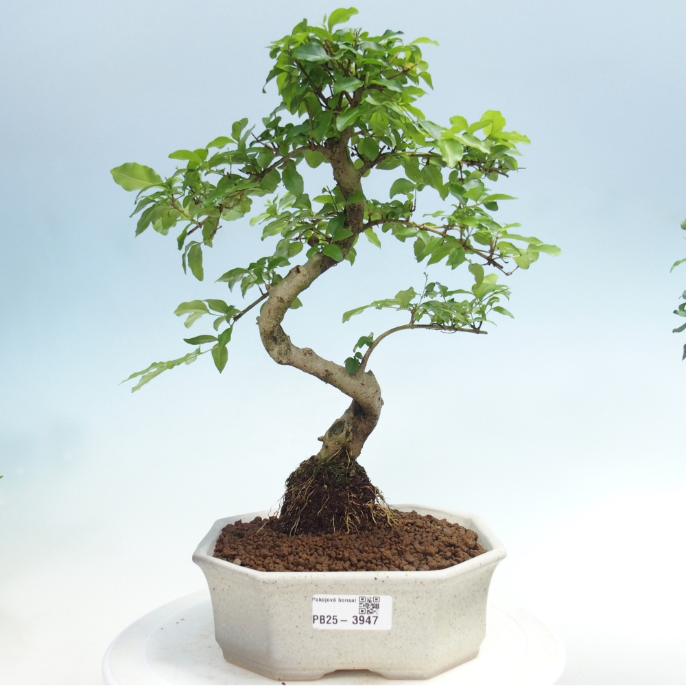 Pokojová bonsai -Ligustrum chinensis - Ptačí zob
