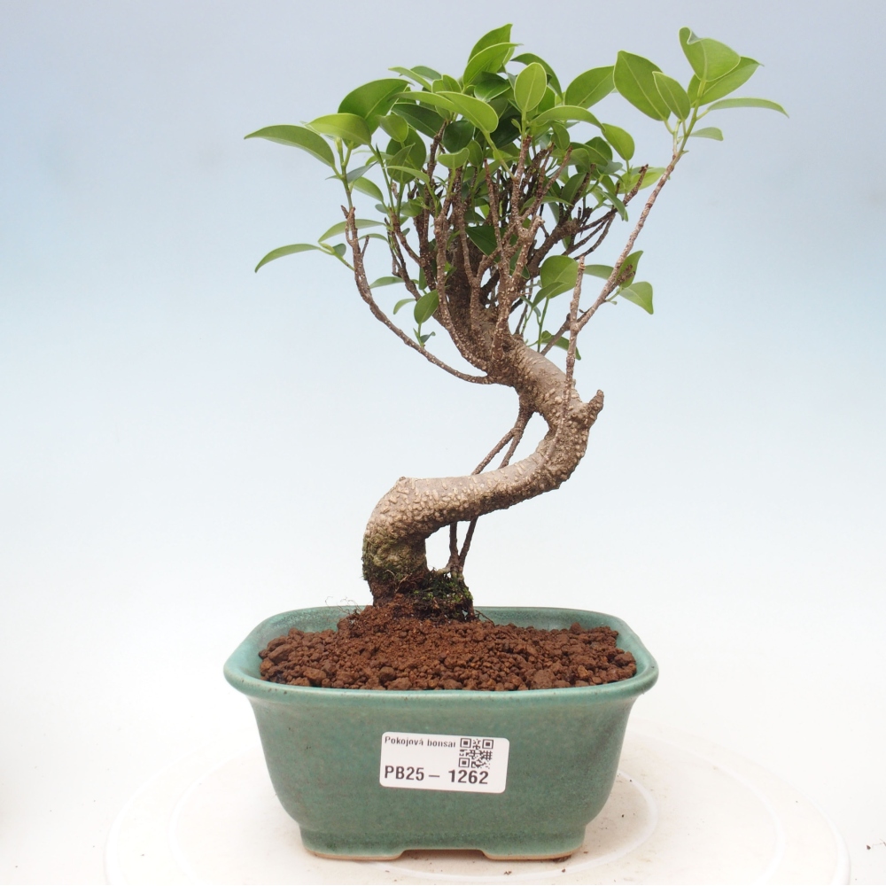 Pokojová bonsai - Ficus retusa -  malolistý fíkus