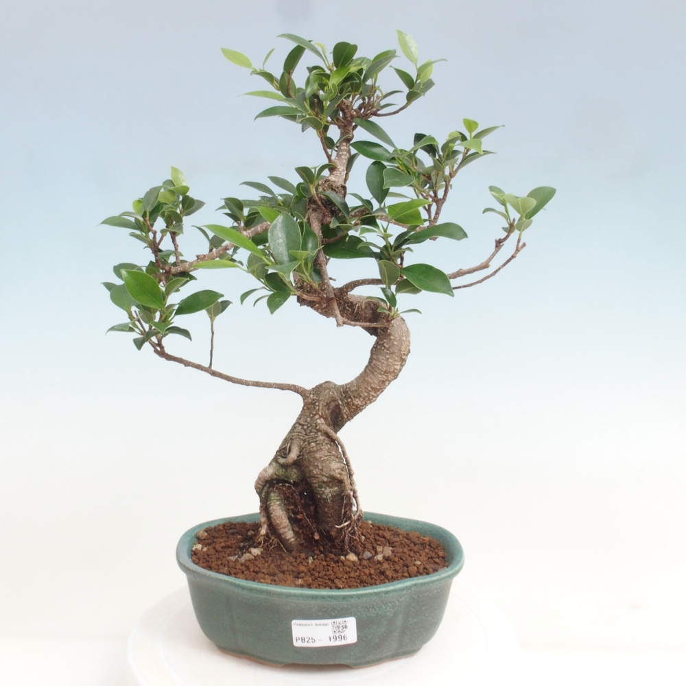 Pokojová bonsai - Ficus retusa -  malolistý fíkus