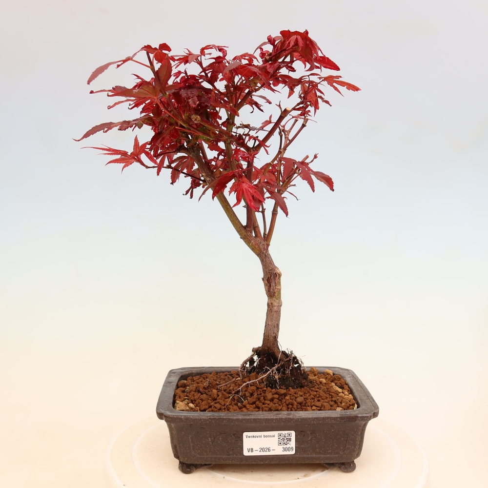 Venkovní bonsai -Javor dlanitolistý  - Acer palmatum Berry Broom 