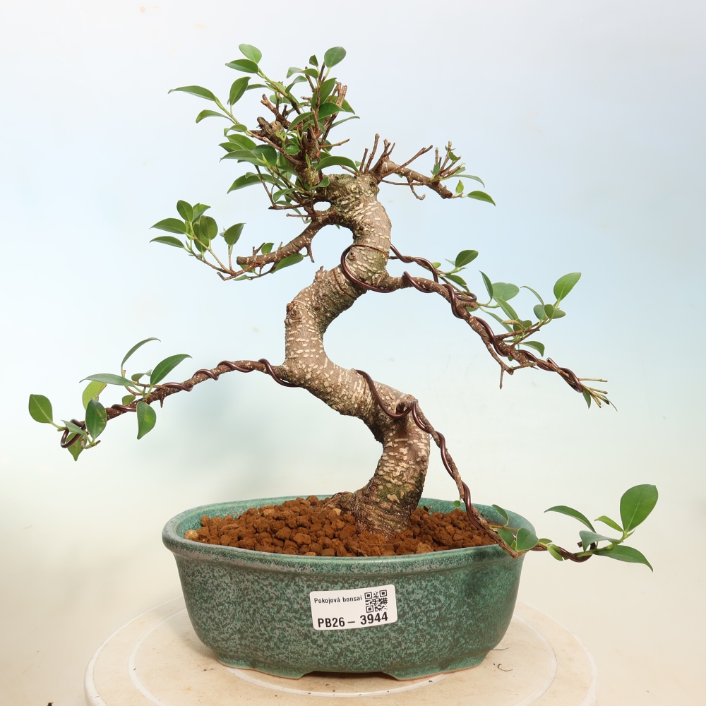 Pokojová bonsai - Ficus kimmen -  malolistý fíkus