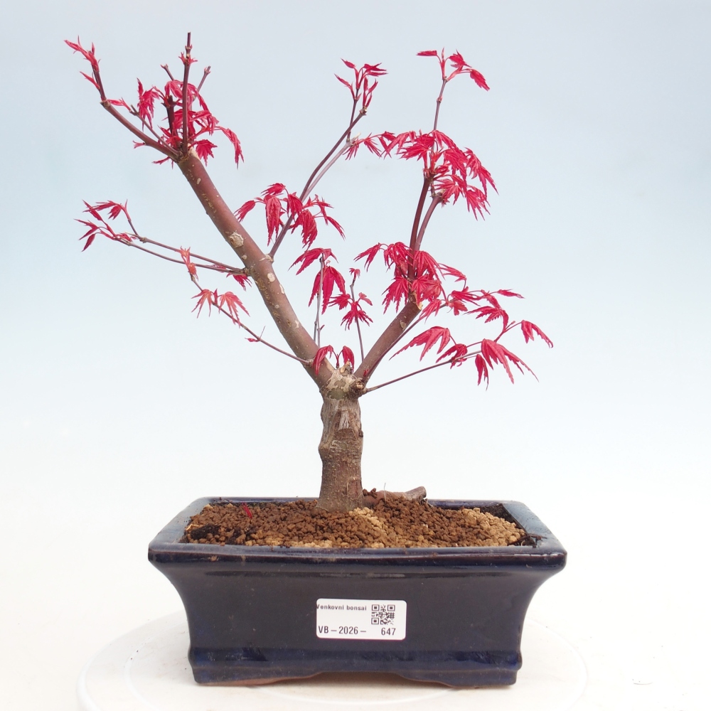Venkovní bonsai - Javor dlanitolistý - Acer palmatum DESHOJO