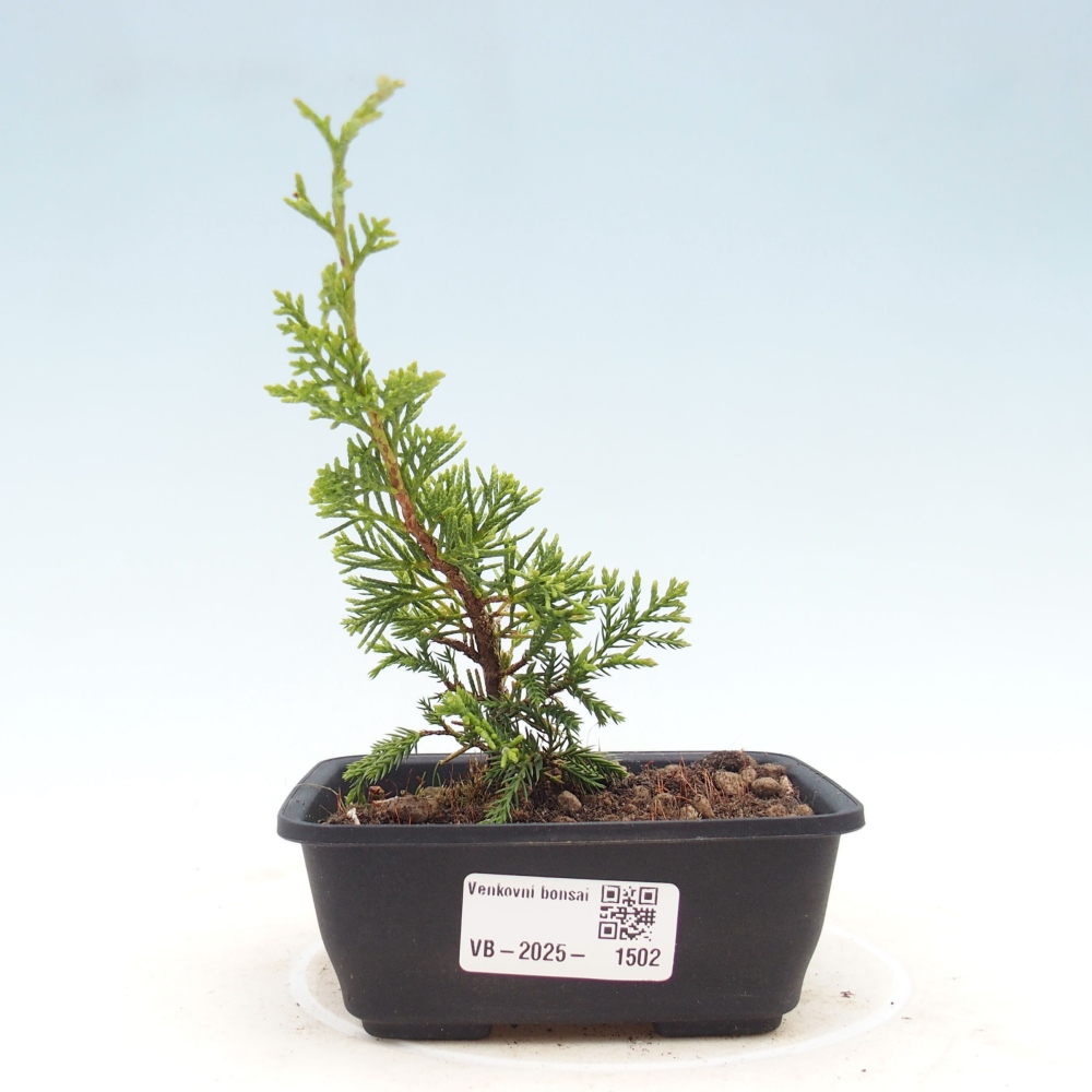 Venkovní bonsai - Juniperus chinensis Itoigawa -Jalovec čínský