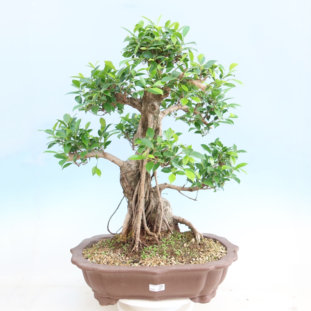 Pokojová bonsai - Ficus kimmen -  malolistý fíkus