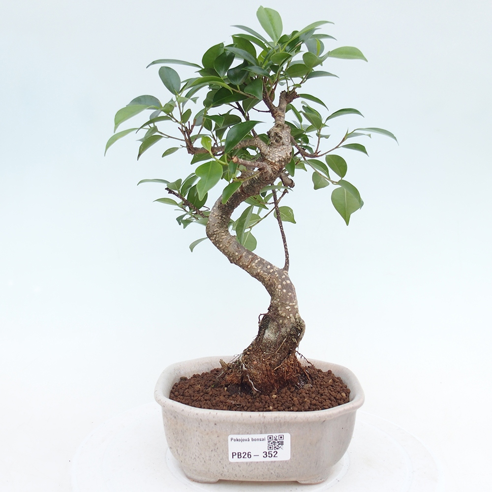 Pokojová bonsai - Ficus retusa -  malolistý fíkus
