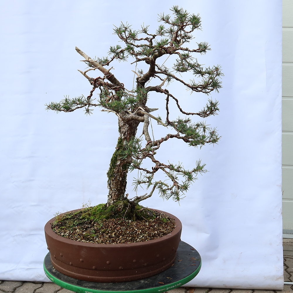 Pinus sylvestris Španělsko - borovice lesní