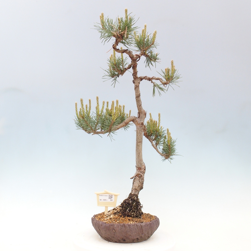 Venkovní bonsai - Pinus Sylvestris Watererri - Borovice lesní
