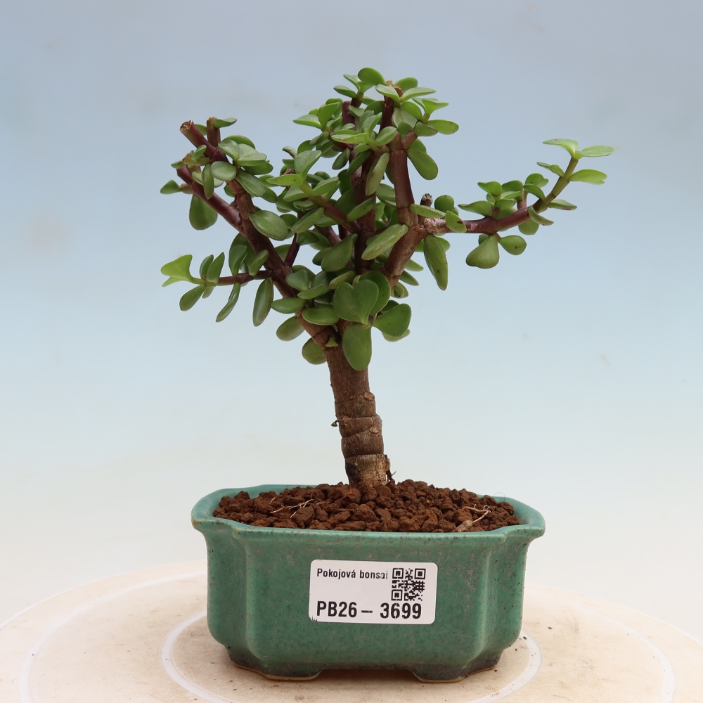 Pokojová bonsai - Portulakaria Afra - Tlustice