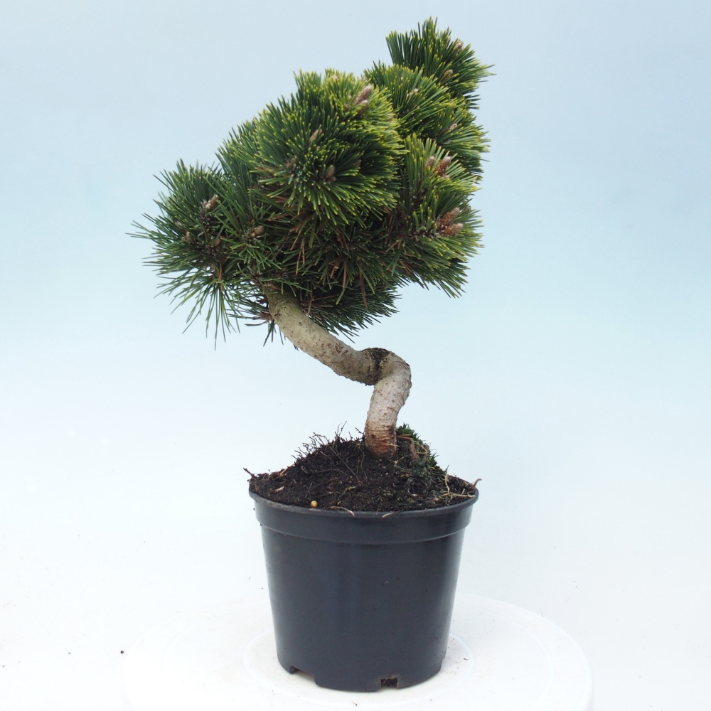 Venkovní bonsai - Pinus thunbergii senjyumaru - Borovice thunbergova