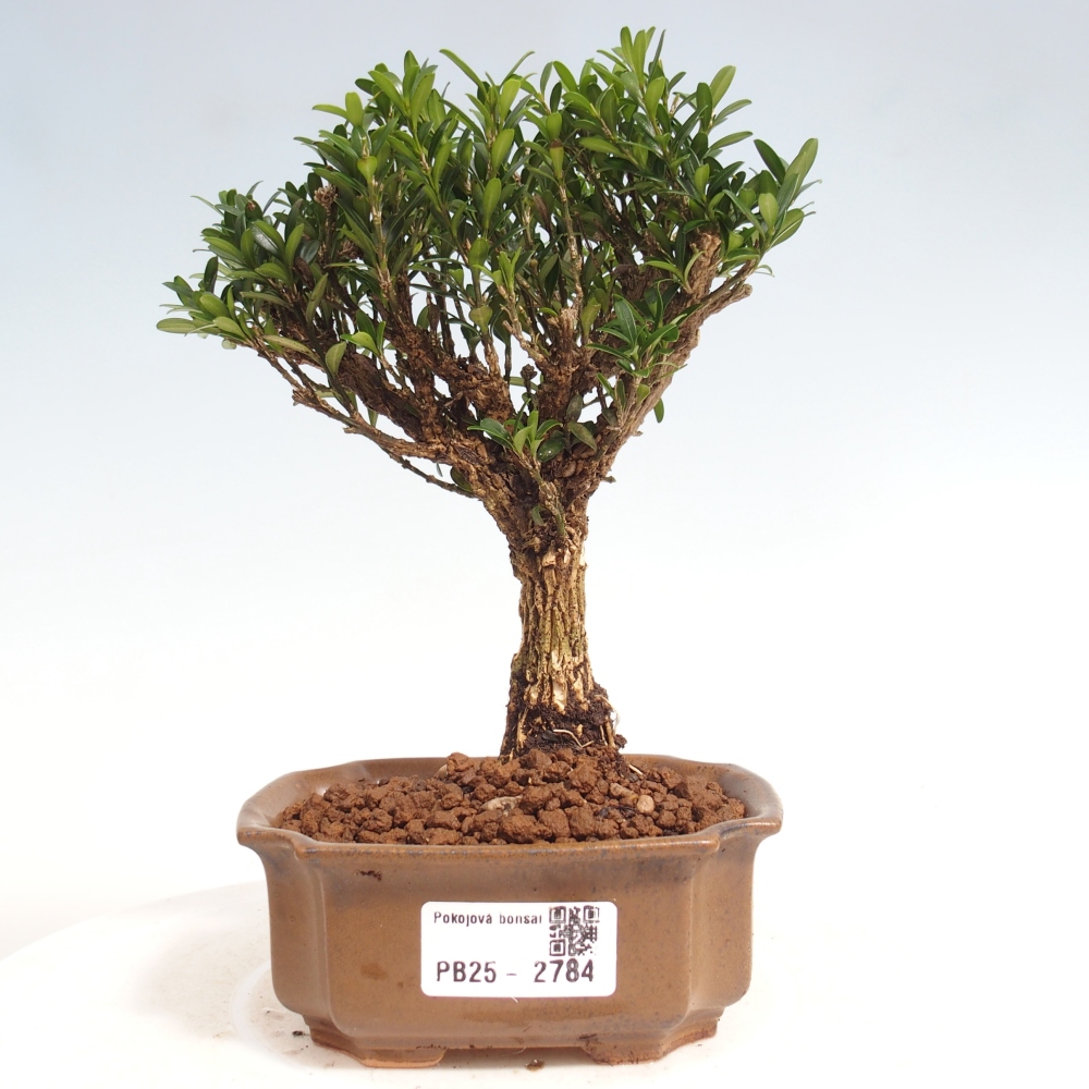 Pokojová bonsai - Buxus harlandii -korkový buxus