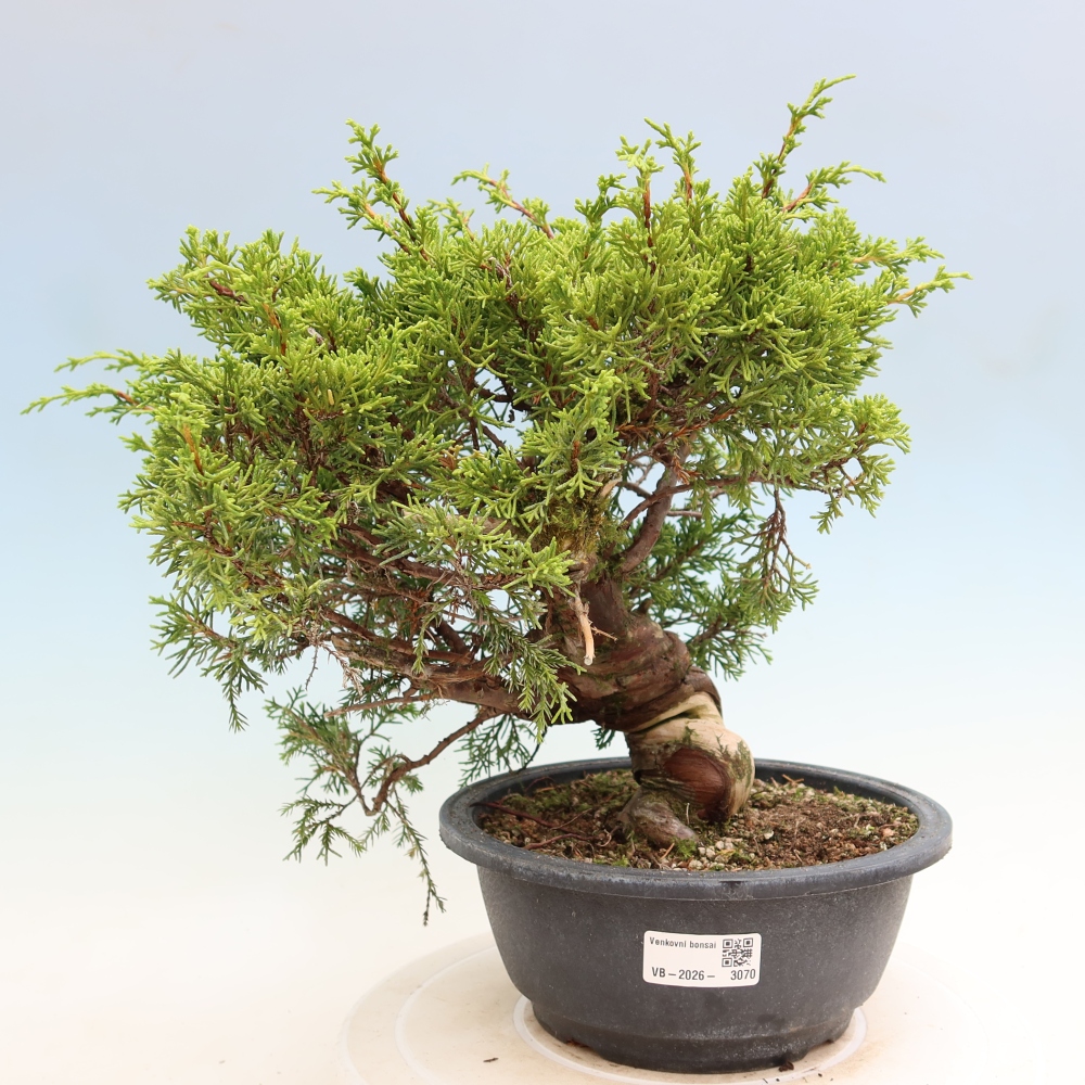 Venkovní bonsai - Juniperus chinensis Itoigawa-Jalovec čínský