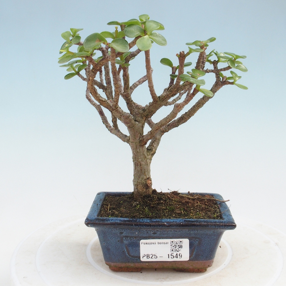 Pokojová bonsai - Portulakaria Afra - Tlustice