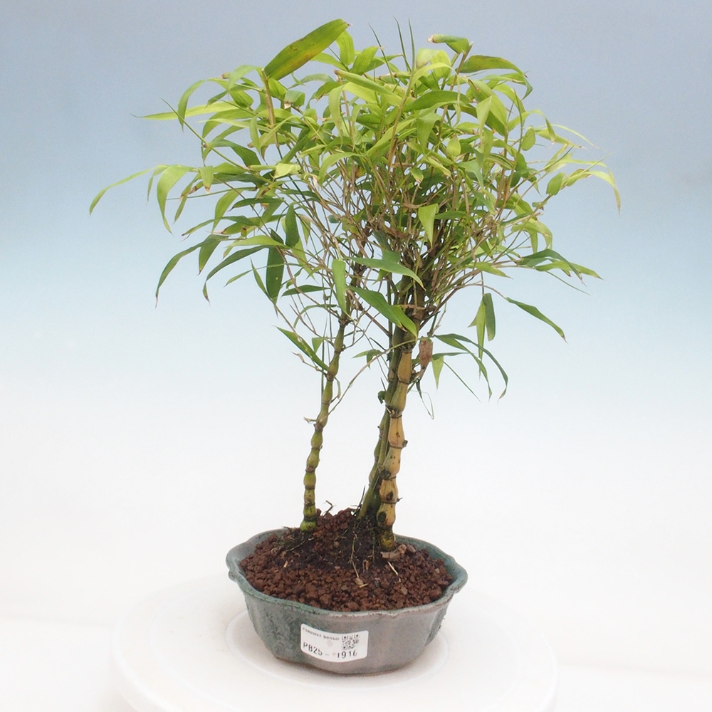 Pokojová bonsai - Bambus budha-Bambus budhovo břicho