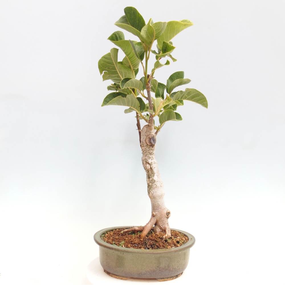 Venkovní bonsai - Magnolia Black Tulip  -  Magnolie